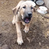 سگ اصل سرابی|سگ|عباسآباد, |دیوار