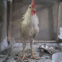 جوجه خروس