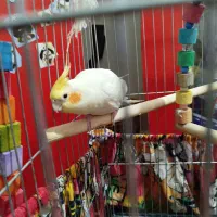 فروش عروس هلندی