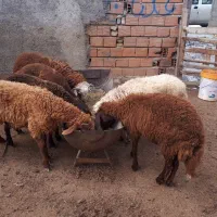 ّبره نر داشتی|حیوانات مزرعه|بندر ترکمن, |دیوار