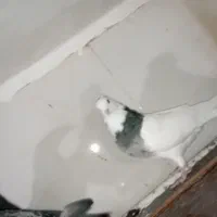 فرش طرح کبوتر