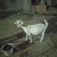 بز جوان سرحال