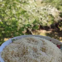 برنج درشت و سرلاشه و نیم دانه هاشمی دسترنج کشاورز|خوردنی و آشامیدنی|رشت, آزادگان|دیوار