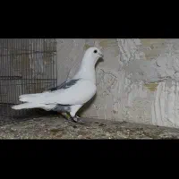 کبوتر پرنده المانی یکت کبود