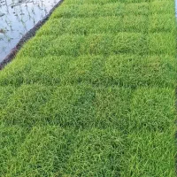 توم هاشمی آماده نشا