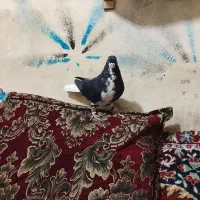 کبوتر پلاکی|پرنده|شیراز, احمدآباد|دیوار