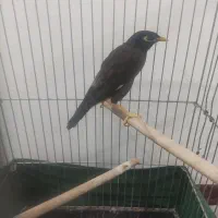 مینا ،عروس هلندی|پرنده|قرچک, زیبا شهر|دیوار