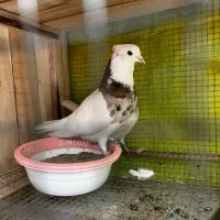 طوقی پاک|پرنده|مبارکه, |دیوار