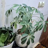 یازده عدد انواع گلهای آپارتمانی|گل و گیاه طبیعی|مشهد, شهرآرا|دیوار