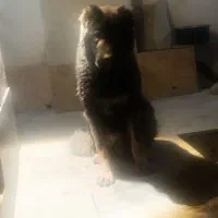 قفقازی