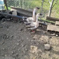 یک جفت قوقاز بالغ درشت تخم گذار