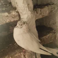 طوقی های اویناق و ساعتی معاوضه با دوبر|پرنده|ویلکیج, |دیوار