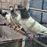 کفتر پاکستانی. تیدی|پرنده|فیروزآباد (فارس), |دیوار