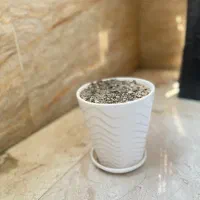 گلدان|گل و گیاه طبیعی|تهران, فلاح|دیوار