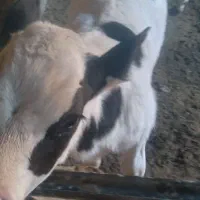 گاو وگوساله نر|حیوانات مزرعه|قنوات, |دیوار