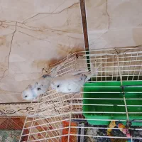 دو عدد جوجه مرغ عشق|پرنده|کرمانشاه, |دیوار