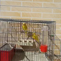 یک جفت مرغ عشق زرد