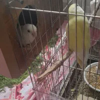 طوطی|پرنده|شیراز, معالی‌آباد|دیوار