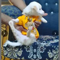 سگ بامزه نژاد شیتزو|سگ|شیراز, حومه شیراز|دیوار