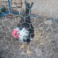 خروس گلین