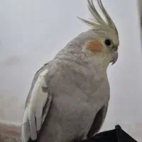 عروس هلندی ماده خاکستری