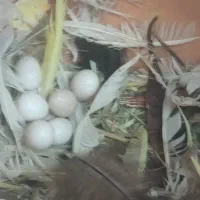 7عدد فنچ نرگسی