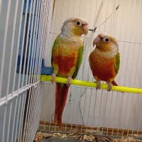 دوجفت گرینچیک اناناسی دبل ردبه شرط