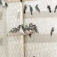 فنچ نرگسی