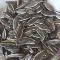 تخمه آفتابگردان اس ۴۰۰