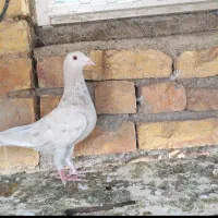 سرور.قهوه‌ای