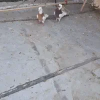 کبوترخوشتیپ|پرنده|تاکستان, |دیوار