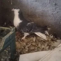 دمگیر دولا و دوبهر غلاق و فیروزه ای|پرنده|اصفهان, بوستان ناژوان|دیوار