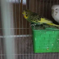 دو عروس هلندی ماده جوان و تعدادی مرغ عشق فروشی|پرنده|گلبهار, شهر جدید گلبهار|دیوار