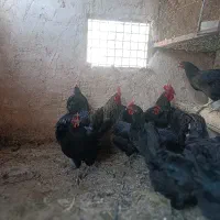 تخم نطفه دار مرغ سیاه بلک استار استرالوپ لاری افغا