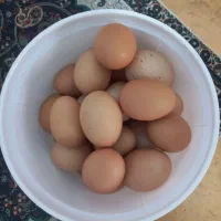 تخم مرغ خونگی