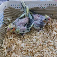 جوجه عروس هلندی