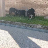 بز بیگ فروشی