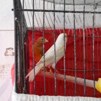 ماده قناری آماده