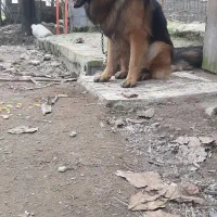 ژرمن شولاین خالص اصیل|سگ|رشت, پل تالشان|دیوار