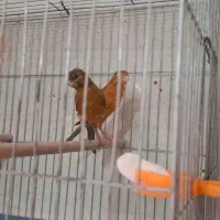 قناری ماده سرخ و‌ شتری سرخ جوون