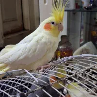 عروس هلندی|پرنده|ری, سیزده آبان|دیوار