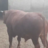 گوساله چاق