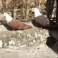 سلام نر و ماده کربلایی