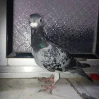 کبوتر مسافتی|پرنده|خوی, |دیوار