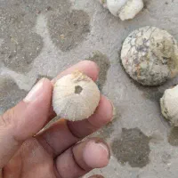 خارپشت دریایی توتیا دریایی