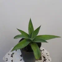 گل زیبا آگاو ، گل هدیه زنده ای که ماندگار است|گل و گیاه طبیعی|بسطام, |دیوار