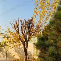 هرس درخت حرفه ای و تمیز