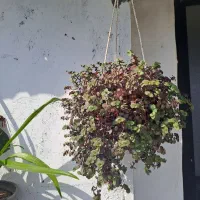 گیاه آپارتمانی و بیرونی
