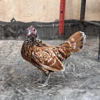 مرغو خروس سبرایت خاص ترین رنگ (تالبوت)