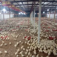 جویای کارگر جهت مرغداری بلوچ